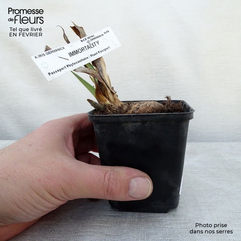 Example of Iris Immortality - Schwertlilie Kleine Töpfe von 8/9 cm as you get in hiver