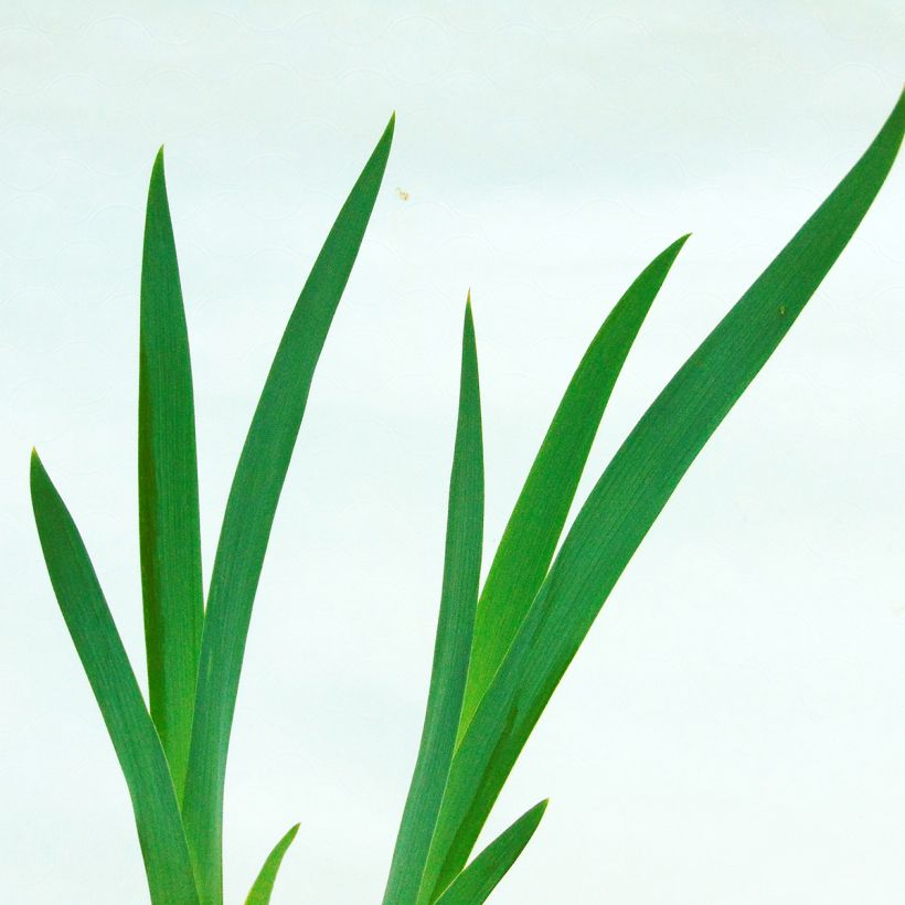 Iris Impressionist - Schwertlilie (Foliage)