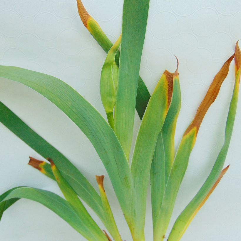 Iris Innocent Star - Schwertlilie (Foliage)
