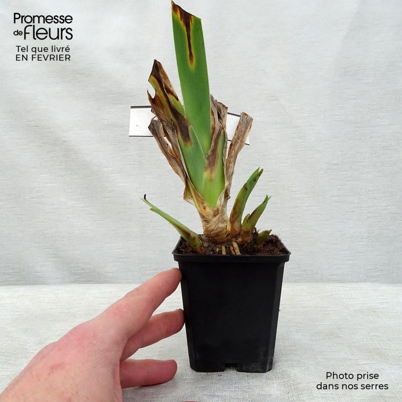 Example of Iris Innocent Star - Schwertlilie Kleine Töpfe von 8/9 cm as you get in hiver