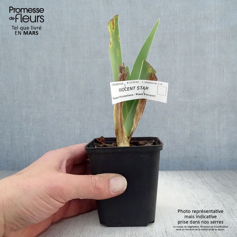 Exemplar von Iris Innocent Star - Schwertlilie Kleine Töpfe von 8/9 cm wie im Frühjahr geliefert