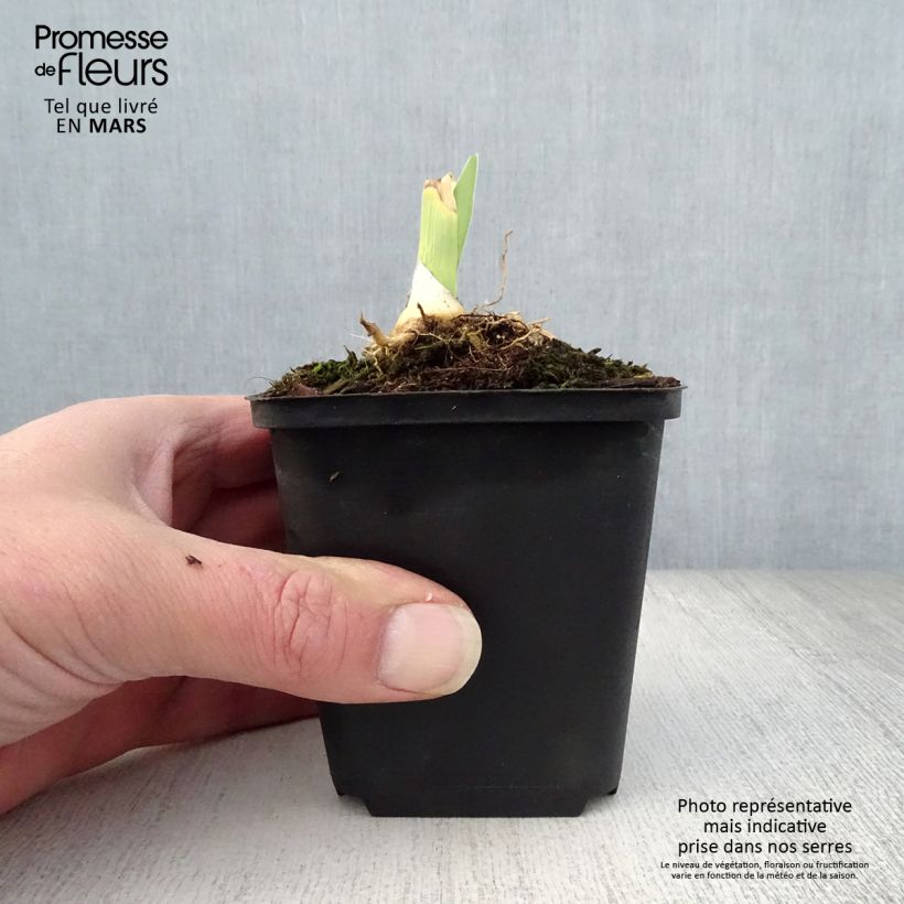 Exemplar von Iris Jacques Cœur - Schwertlilie Kleine Töpfe von 8/9 cm wie im Frühjahr geliefert