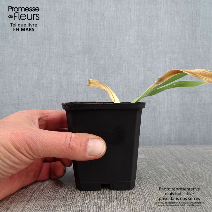 Exemplar von Iris Jacques Cœur - Schwertlilie Kleine Töpfe von 8/9 cm wie im Winter geliefert