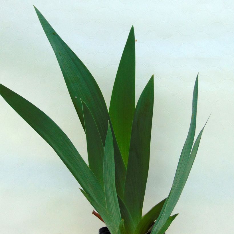 Iris Jazz Festival - Schwertlilie (Foliage)