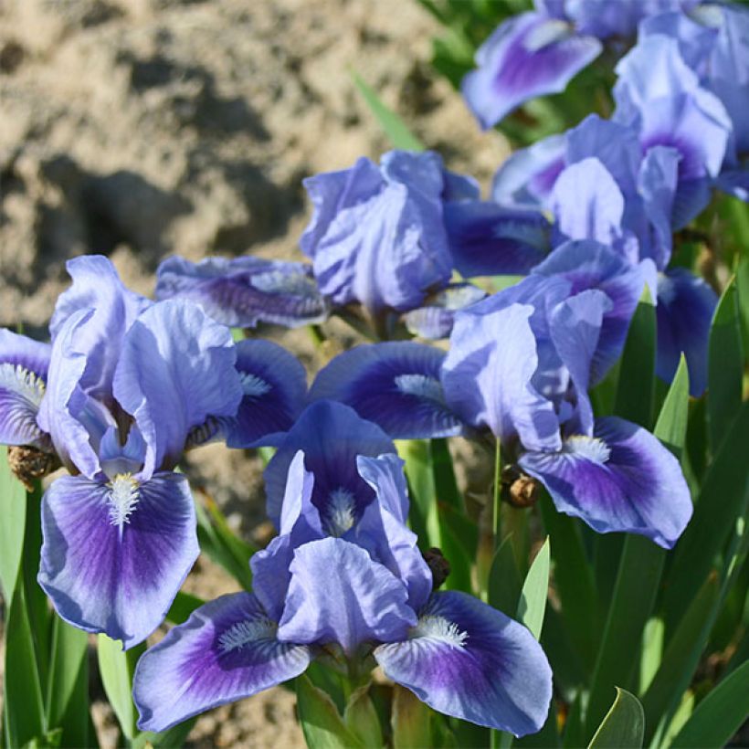 Iris Katty Petts - Schwertlilie (Flowering)