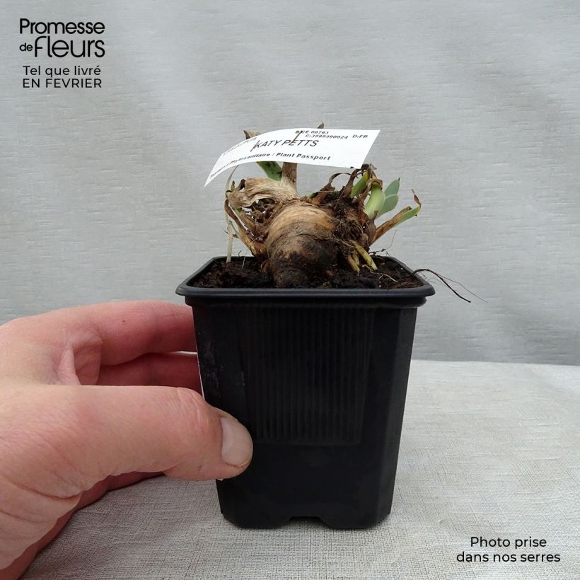 Example of Iris Katty Petts - Schwertlilie Kleine Töpfe von 8/9 cm as you get in hiver