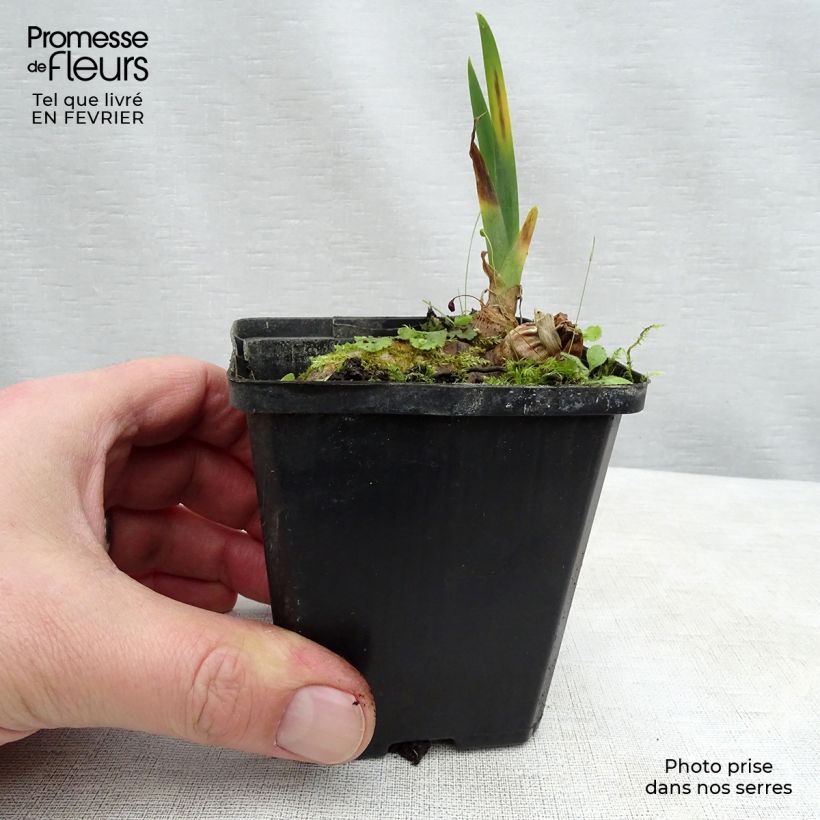Example of Iris Kingajou Shrew - Schwertlilie Kleine Töpfe von 8/9 cm as you get in hiver