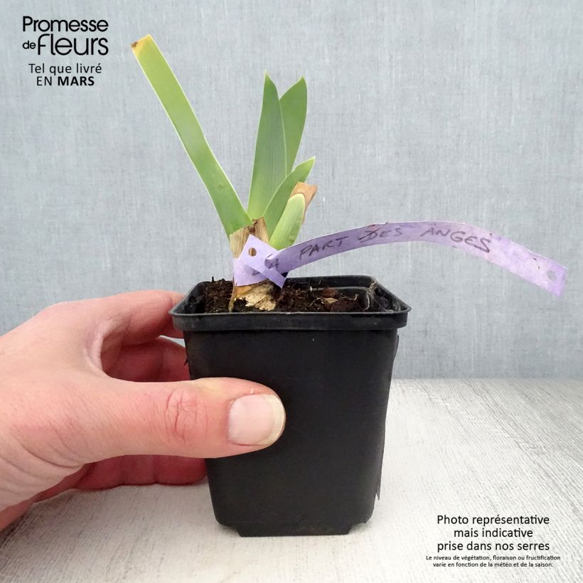 Exemplar von Iris La part des Anges - Schwertlilie Kleine Töpfe von 8/9 cm wie im Frühjahr geliefert