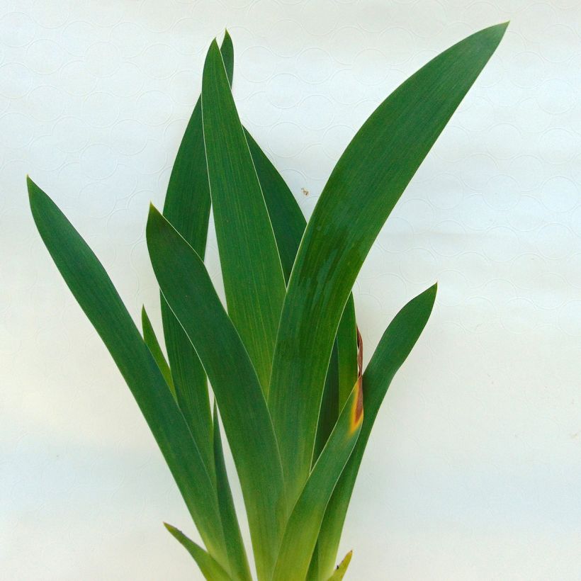 Iris Lady Friend - Schwertlilie (Foliage)