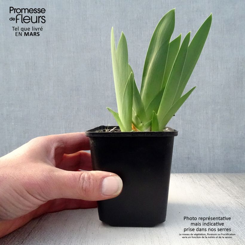 Example of Iris Late Lilac - Schwertlilie Kleine Töpfe von 8/9 cm as you get in printemps