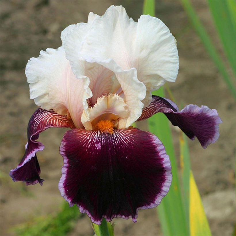 Iris Latin Lady - Schwertlilie (Flowering)