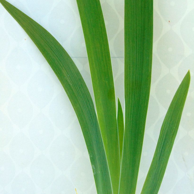Iris Latin Lady - Schwertlilie (Foliage)