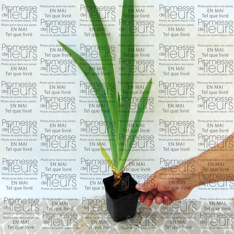 Example of Iris Latin Lady - Schwertlilie Kleine Töpfe von 8/9 cm as you get