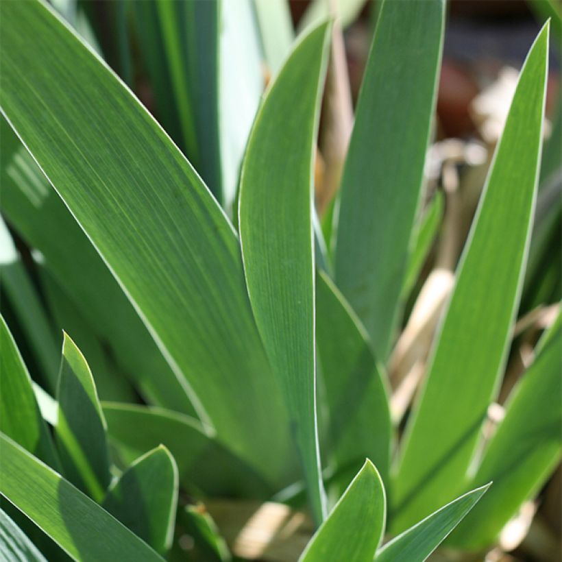 Iris Let's Boogie - Schwertlilie (Foliage)
