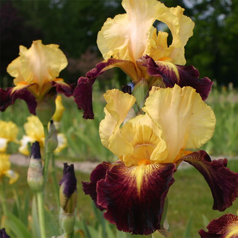 Iris Let's Boogie - Schwertlilie (Flowering)