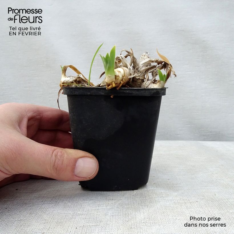 Exemplar von Iris Ma Mie - Schwertlilie Kleine Töpfe von 8/9 cm wie im Winter geliefert