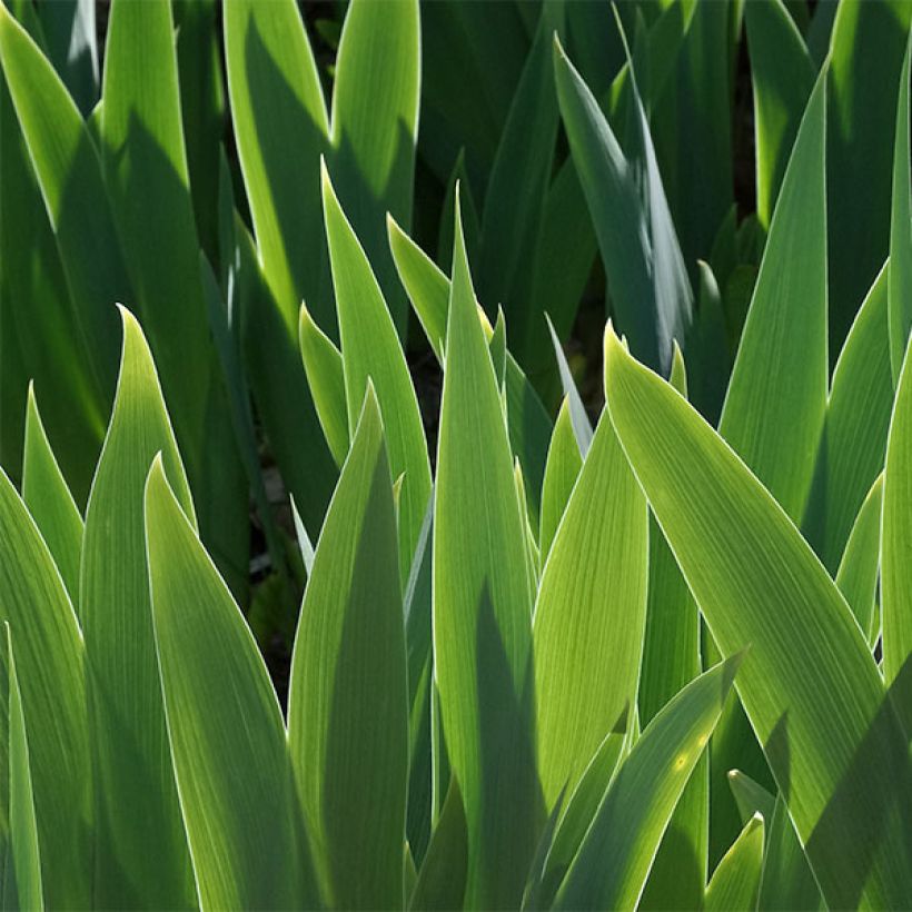 Iris Making Eyes - Schwertlilie (Foliage)
