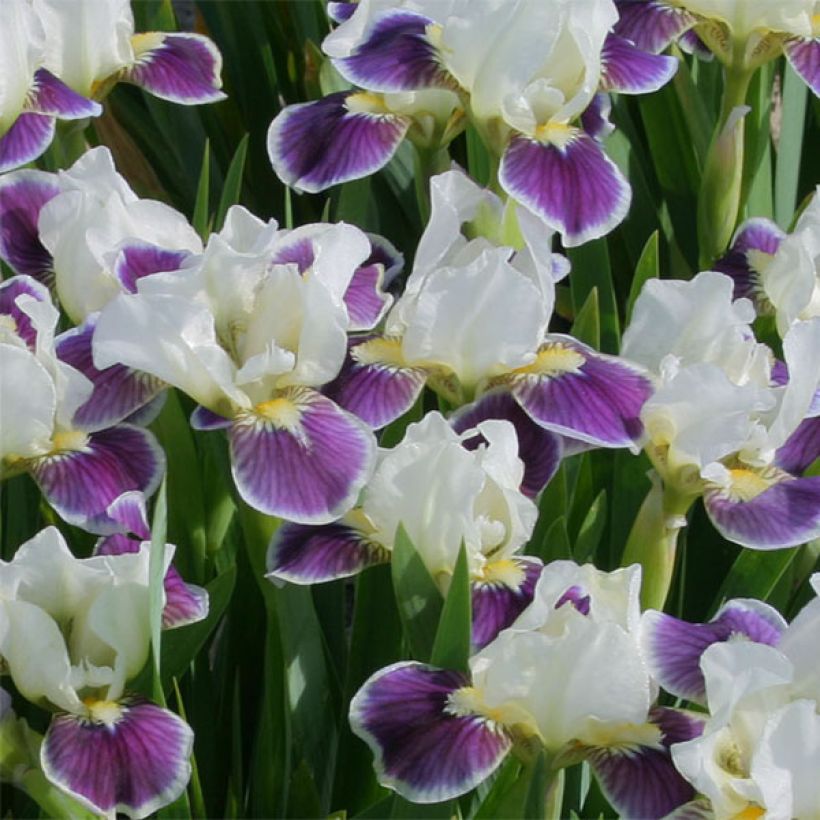 Iris Making Eyes - Schwertlilie (Flowering)