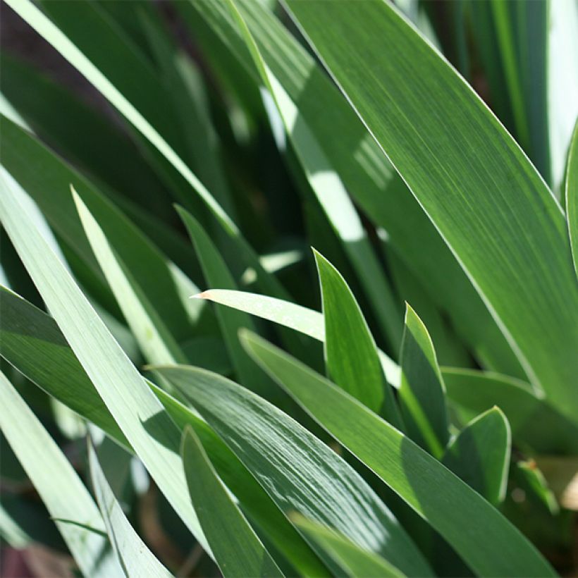 Iris Mallow dramatic - Schwertlilie (Foliage)