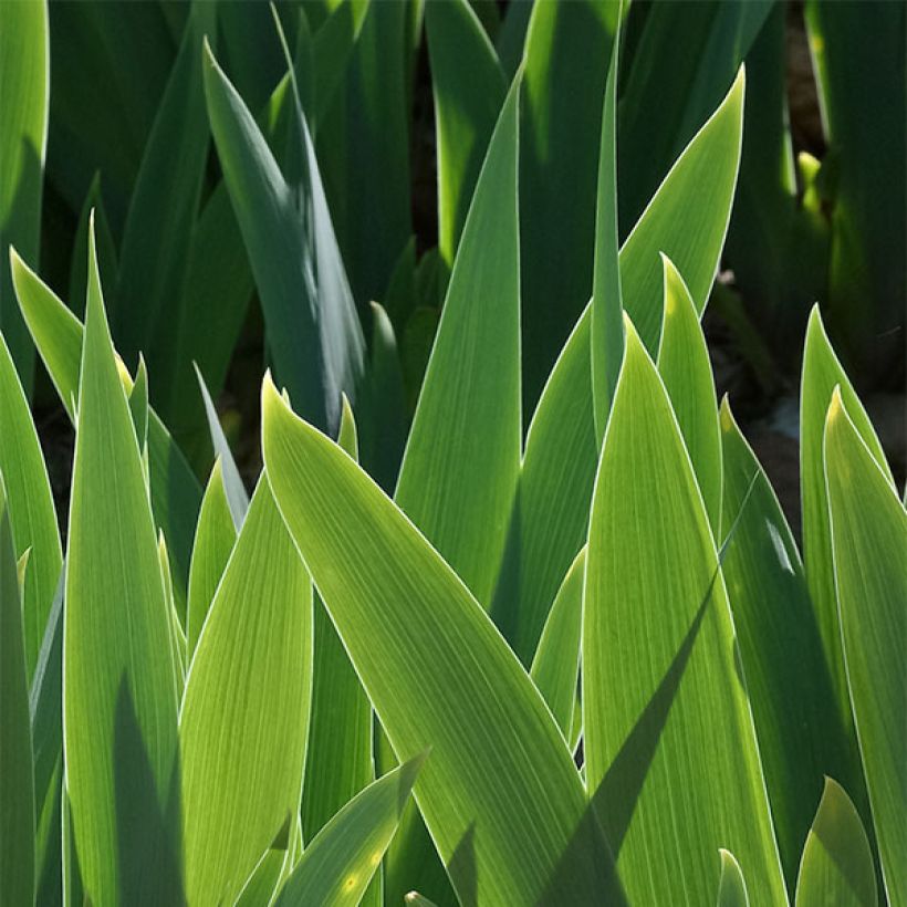 Iris Mary Frances - Schwertlilie (Foliage)