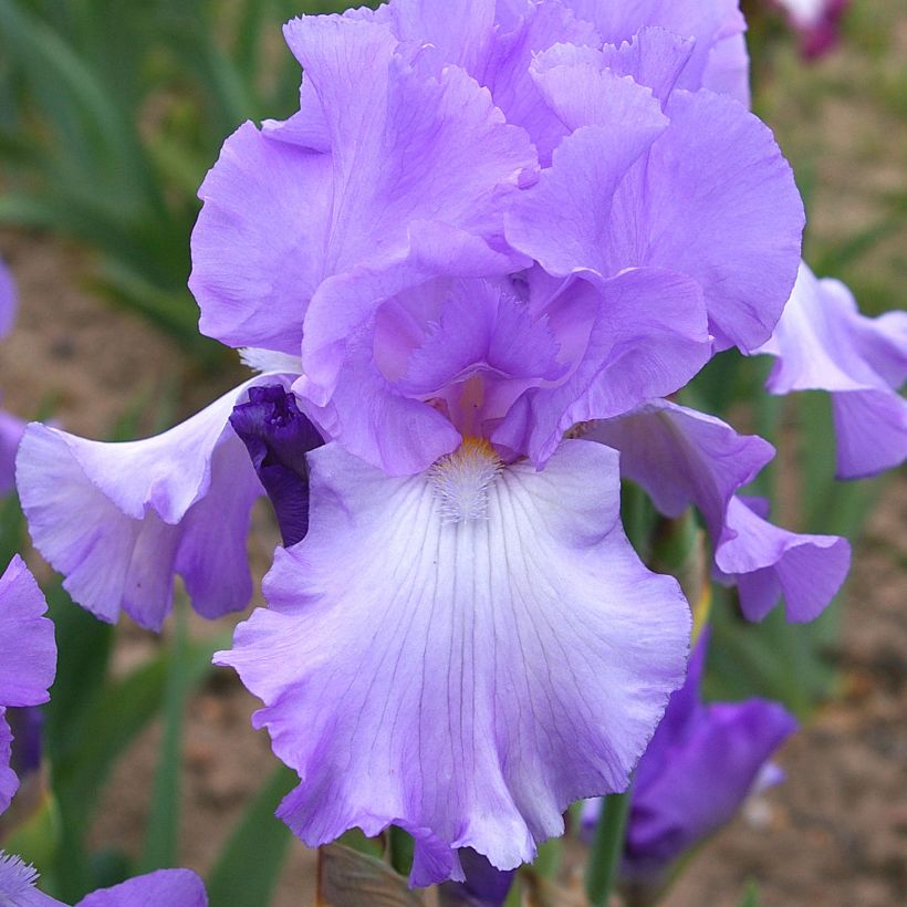 Iris Mary Frances - Schwertlilie (Flowering)