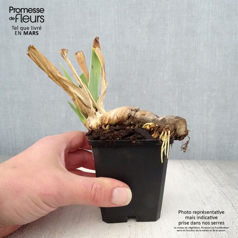 Exemplar von Iris Mary Frances - Schwertlilie Kleine Töpfe von 8/9 cm wie im Frühjahr geliefert