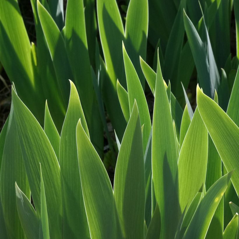 Iris Mer du Sud - Schwertlilie (Foliage)