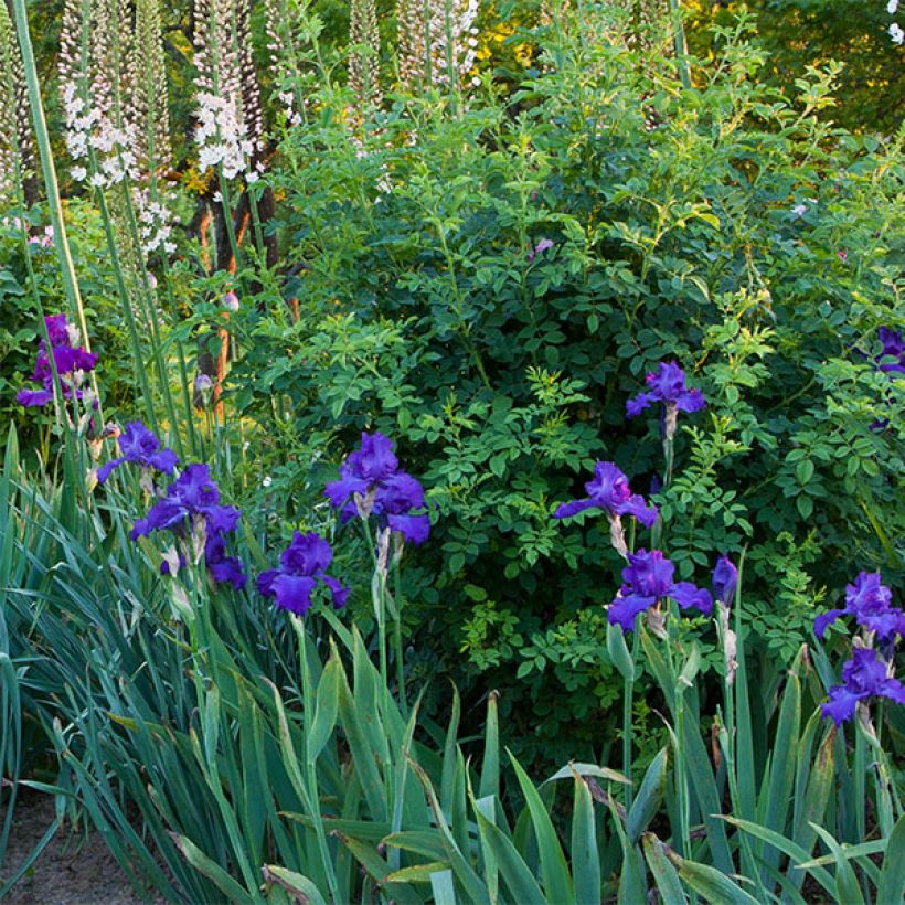 Iris Mer du Sud - Schwertlilie (Plant habit)