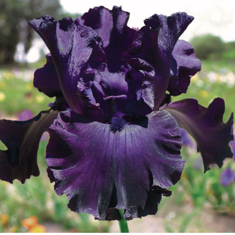 Iris Midnight Revelry - Schwertlilie (Flowering)