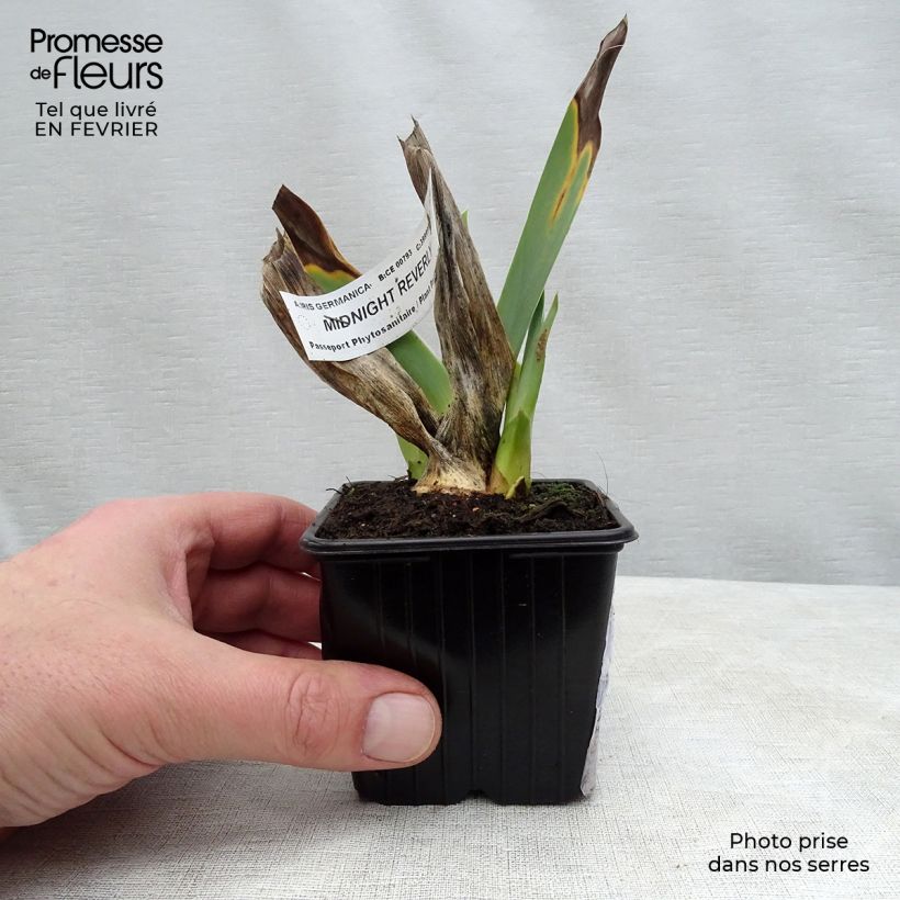 Example of Iris Midnight Revelry - Schwertlilie Kleine Töpfe von 8/9 cm as you get in hiver