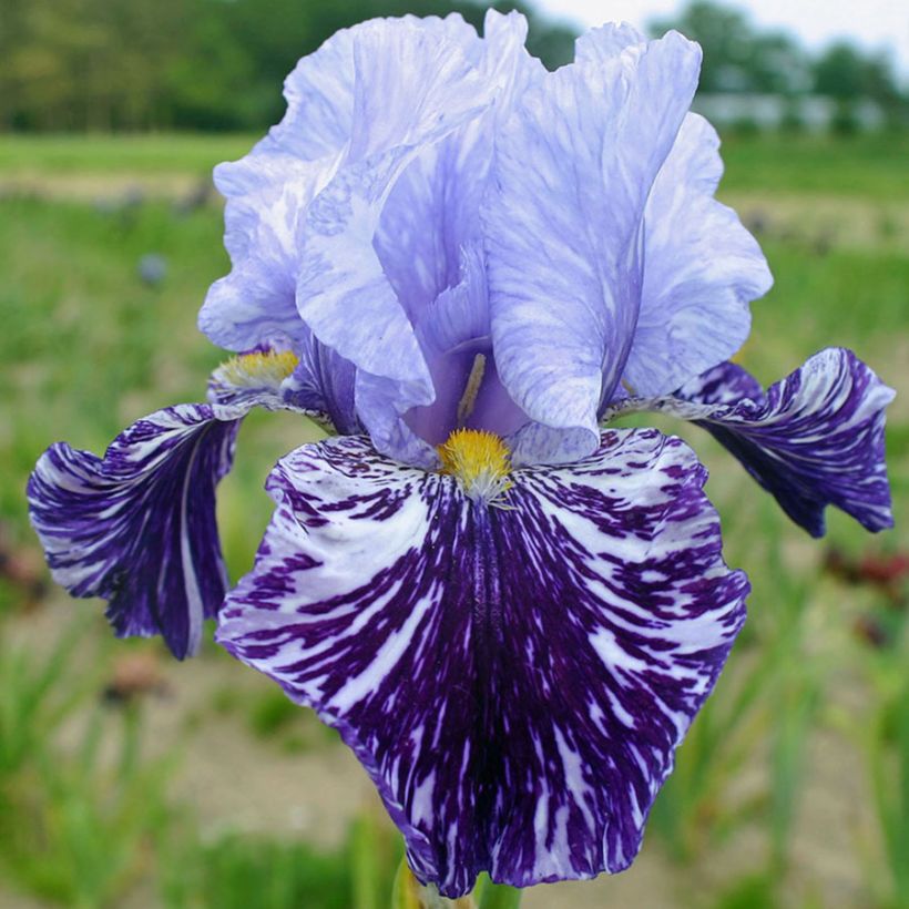 Iris Millenium Falcon - Schwertlilie (Flowering)