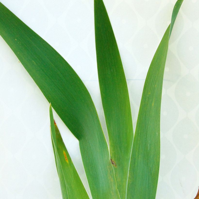 Iris Navajo Jewel - Schwertlilie (Foliage)
