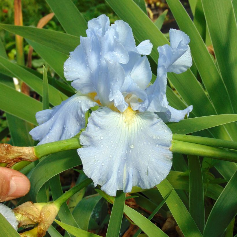 Iris Navajo Jewel - Schwertlilie (Flowering)
