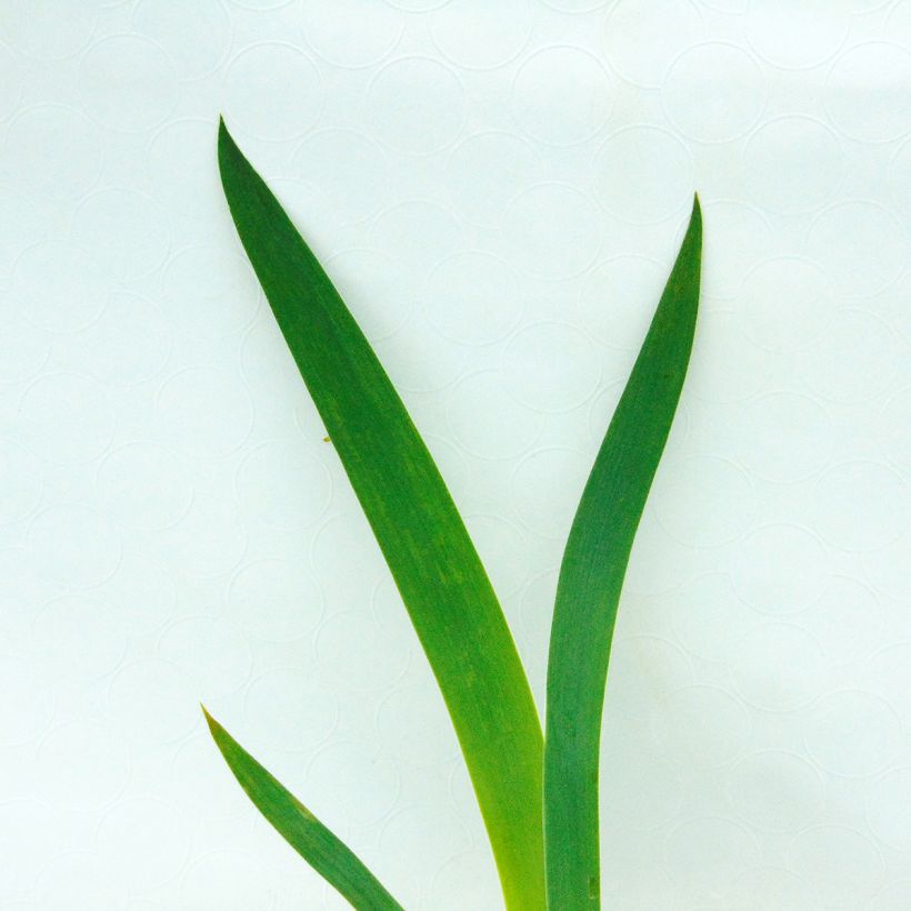 Iris New Leaf - Schwertlilie (Foliage)