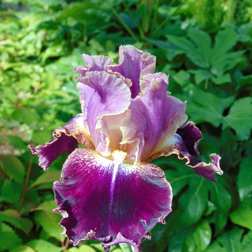 Iris New Leaf - Schwertlilie (Flowering)