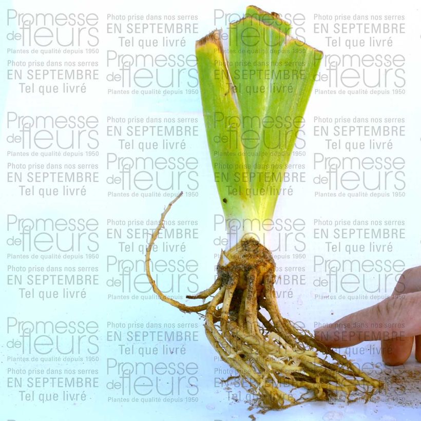 Example of Iris New Leaf - Schwertlilie Kleine Töpfe von 8/9 cm as you get