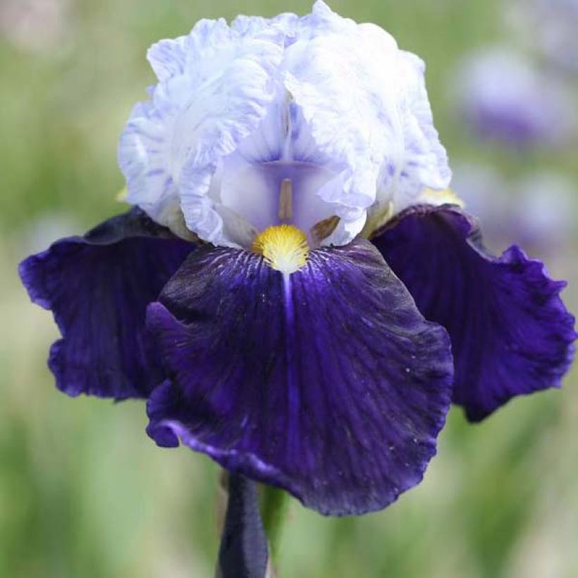 Iris Night Edition - Schwertlilie (Flowering)