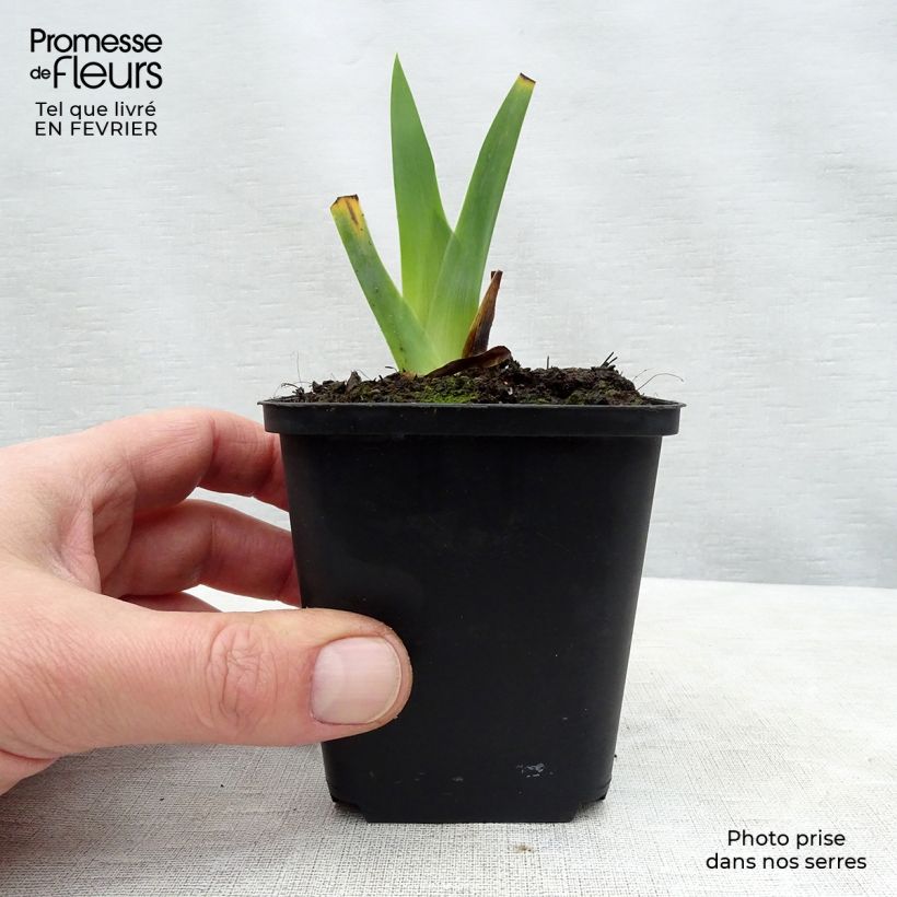 Example of Iris Obsidian - Schwertlilie Kleine Töpfe von 8/9 cm as you get in hiver