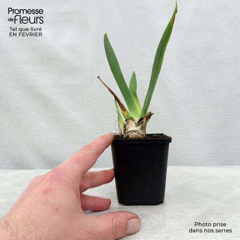 Example of Iris Ola Kala - Schwertlilie Kleine Töpfe von 8/9 cm as you get in hiver