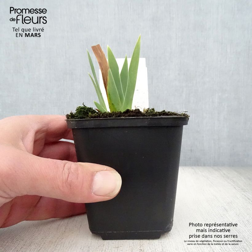 Exemplar von Iris Ola Kala - Schwertlilie Kleine Töpfe von 8/9 cm wie im Frühjahr geliefert