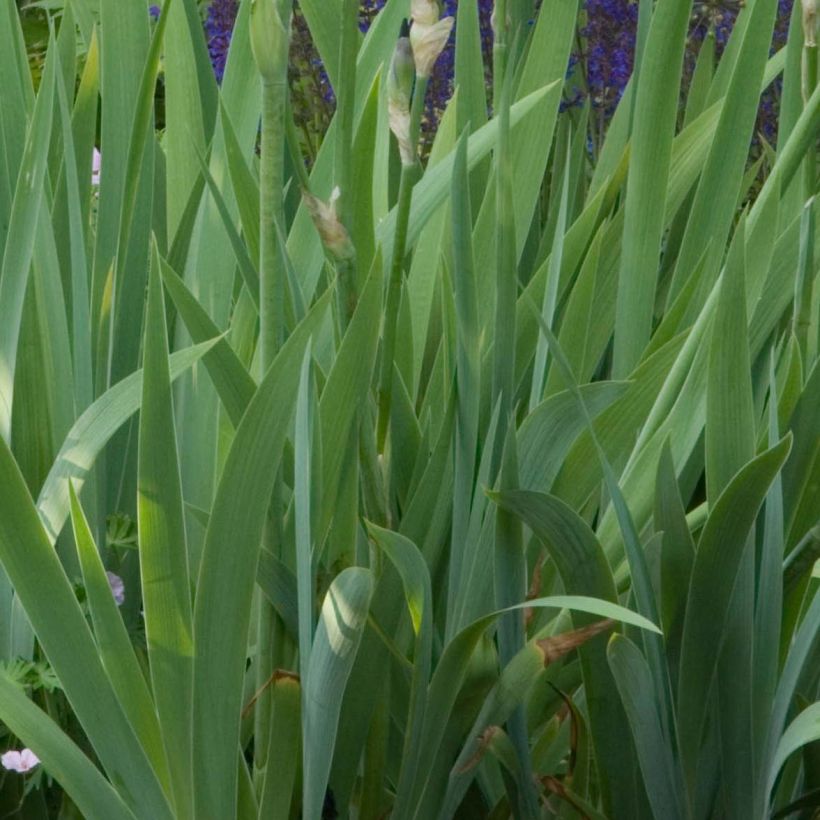 Iris Old Black Magic - Schwertlilie (Foliage)