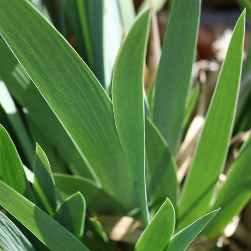 Iris Ominous Stranger - Schwertlilie (Foliage)