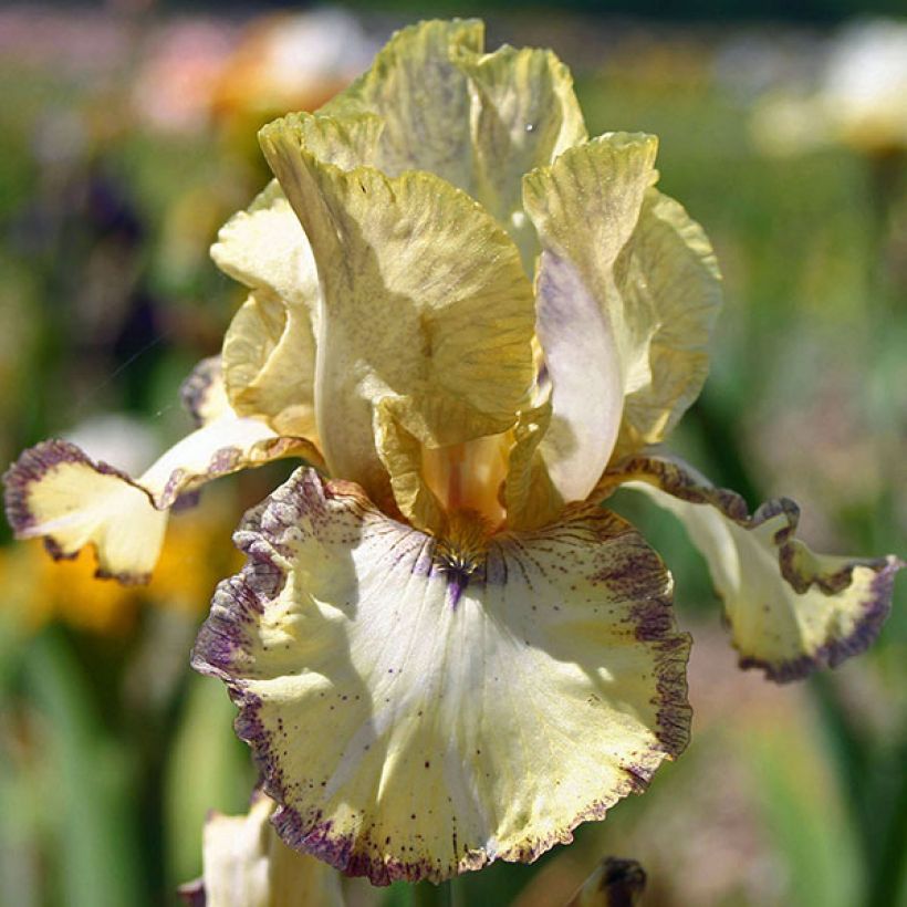 Iris Ominous Stranger - Schwertlilie (Flowering)