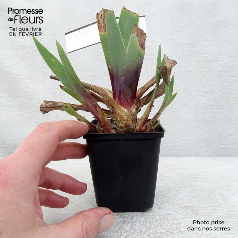 Example of Iris Ominous Stranger - Schwertlilie Kleine Töpfe von 8/9 cm as you get in hiver