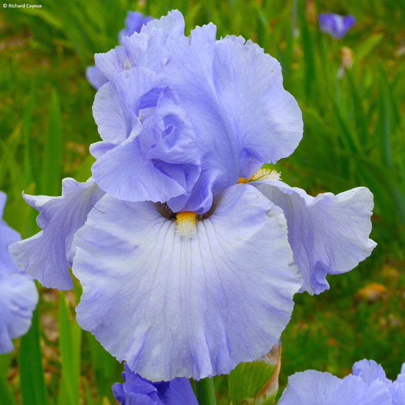 Iris On En Rêve - Schwertlilie (Flowering)