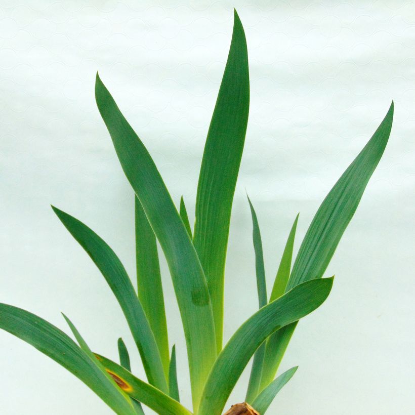 Iris Orange Embers - Schwertlilie (Foliage)