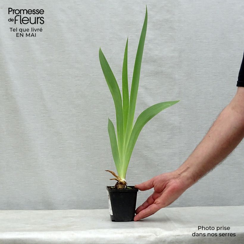 Exemplar von Iris Patina - Schwertlilie Kleine Töpfe von 8/9 cm wie im Frühjahr geliefert