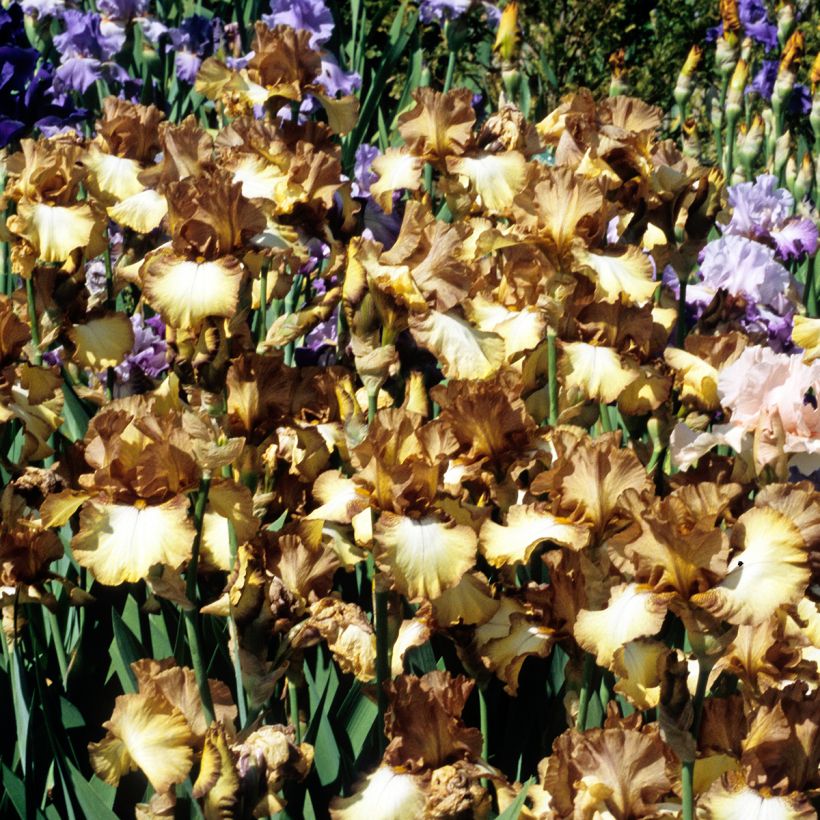 Iris Patina - Schwertlilie (Plant habit)