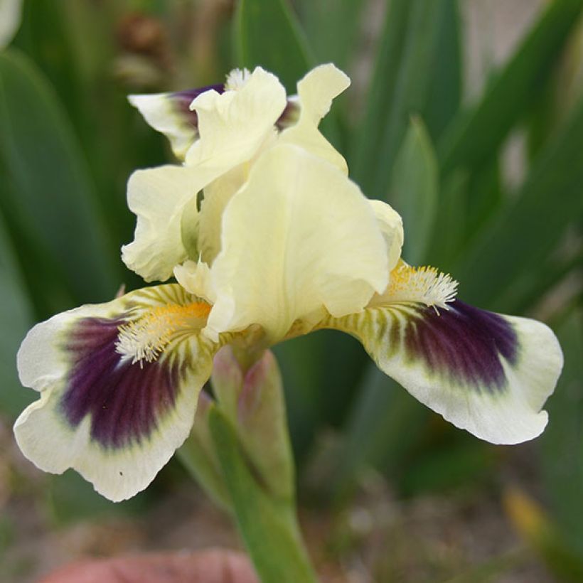 Iris Petit Bijou - Schwertlilie (Flowering)
