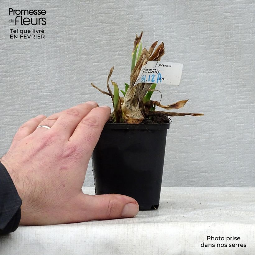 Example of Iris Petit Bijou - Schwertlilie Kleine Töpfe von 8/9 cm as you get in hiver